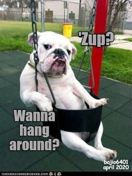 Dog on a swing