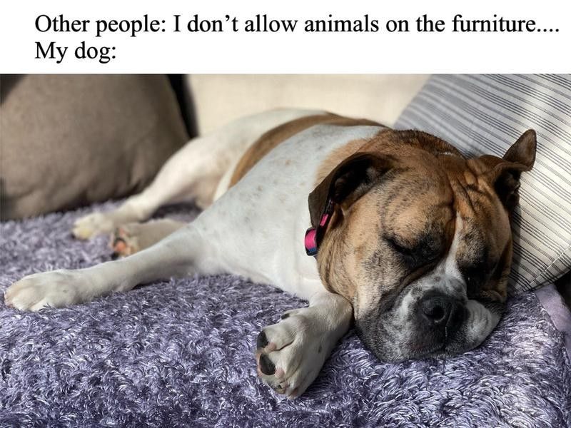 Dog on the furniture