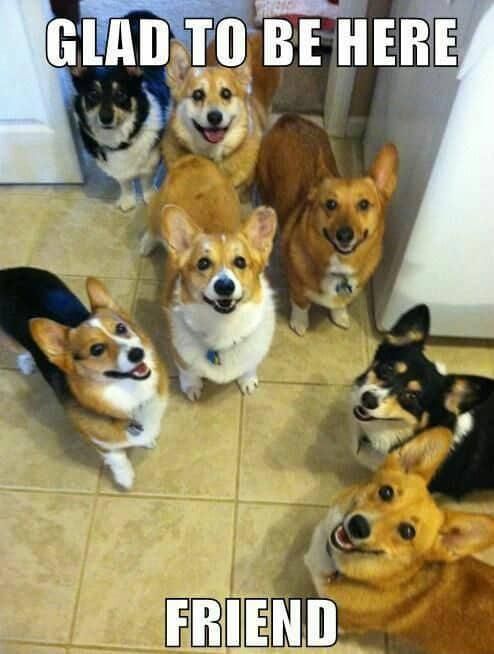 Dog party