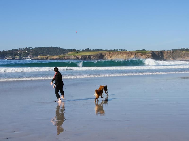 Dog playing at the beach in Carmel-by-the-Sea
