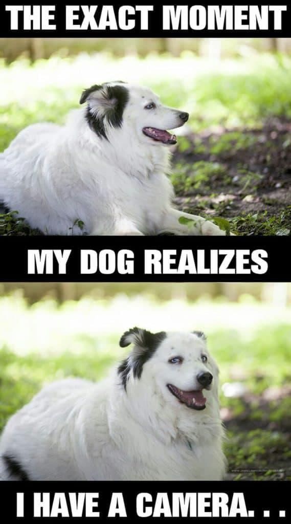 Dog poses for picture meme