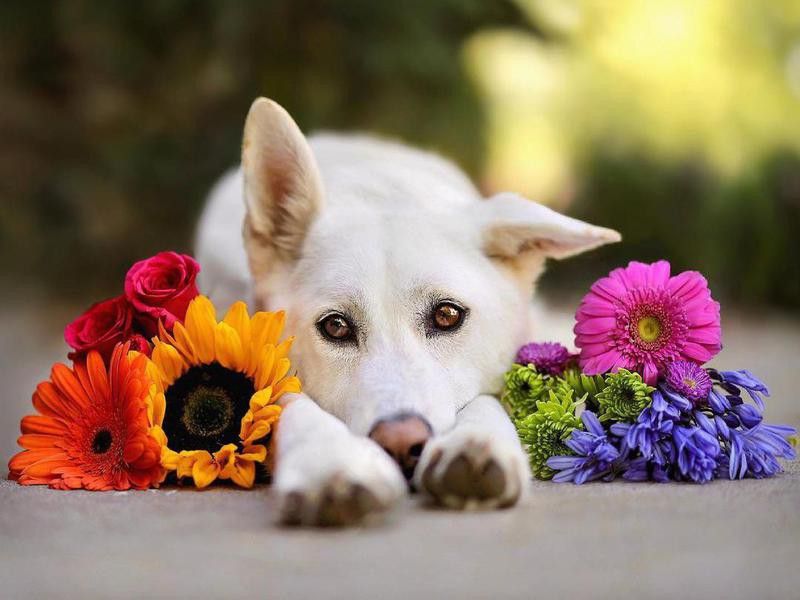 dog posing with flowers