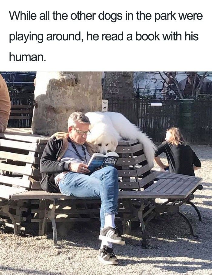 Dog reading with human