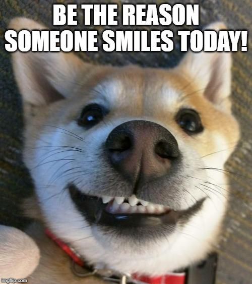 Dog showing teeth with his smile