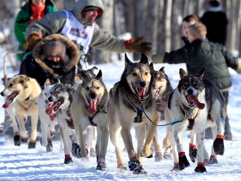 Dog Sled Racing in Anchorage