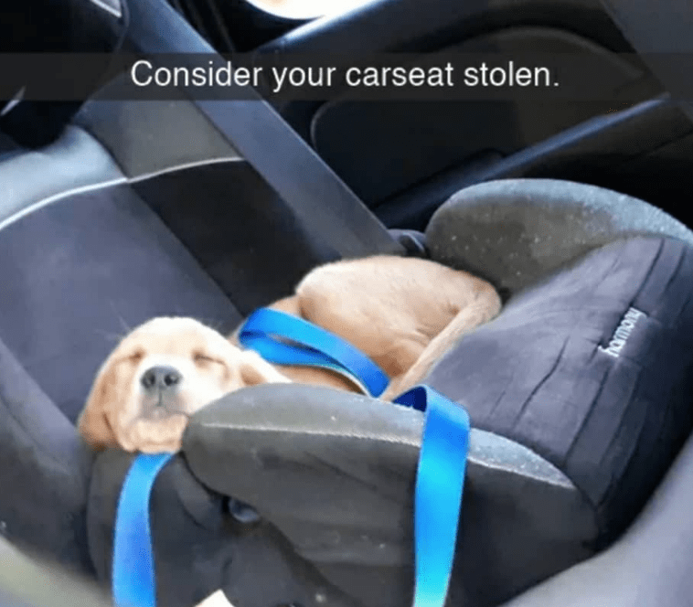 Dog sleeping in car seat