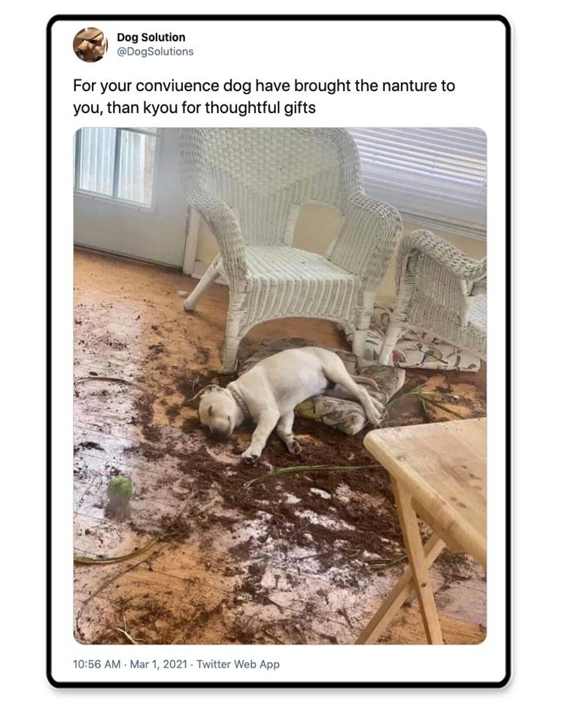 Dog sleeping in dirt