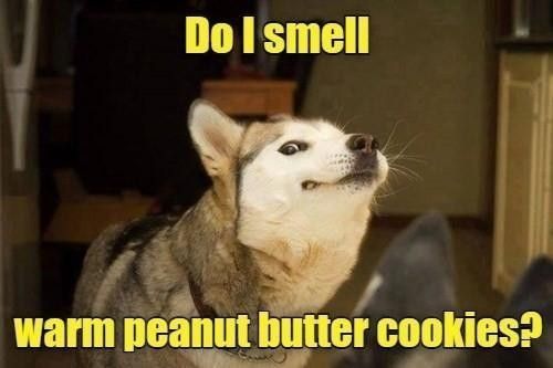 Dog smells cookies