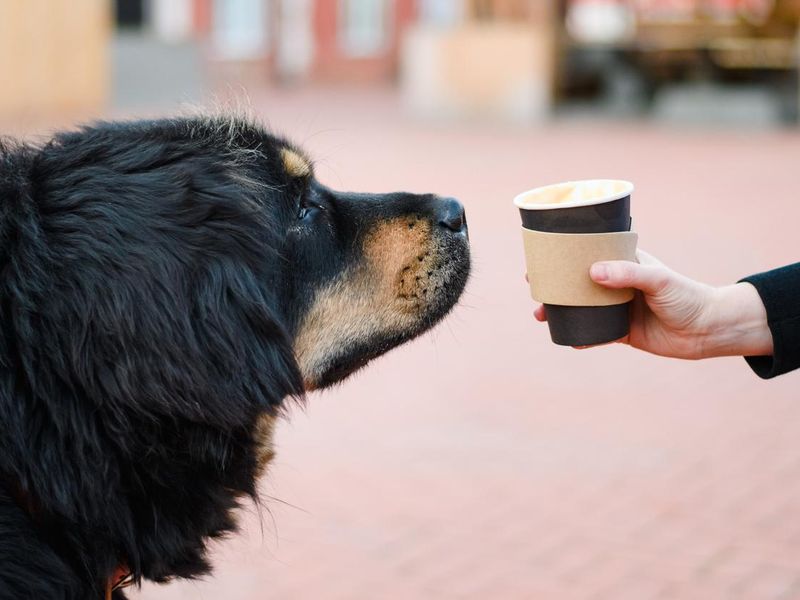Dog sniffing coffee