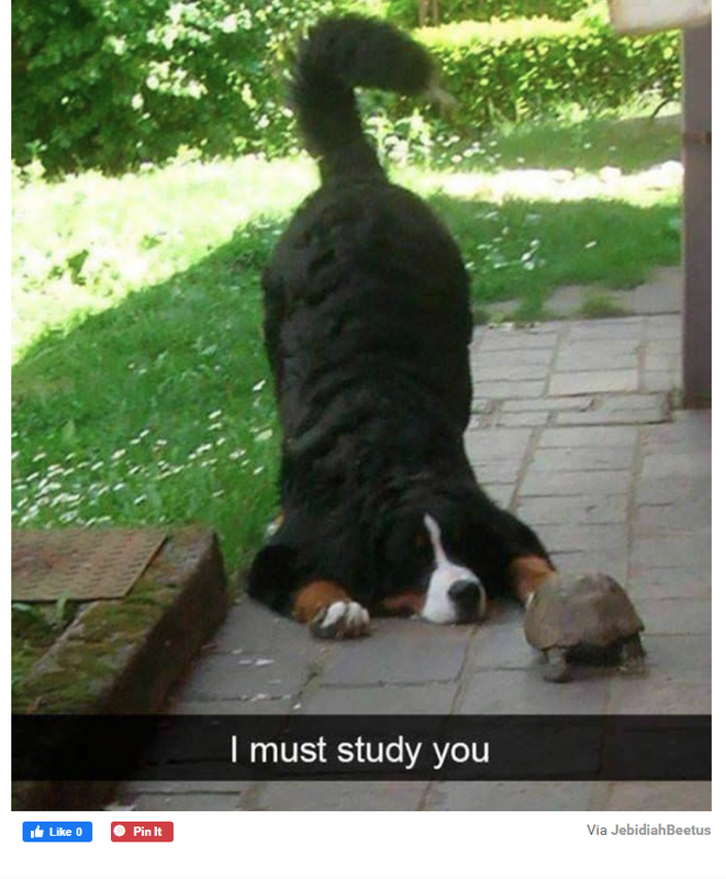 Dog studying a turtle