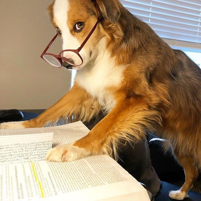 Dog studying