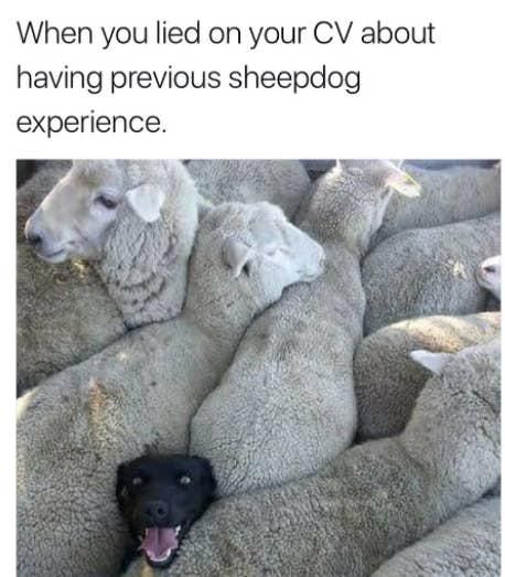 dog surrounded by sheep