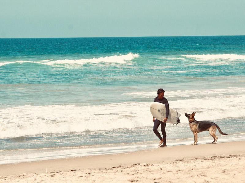 Dog visiting a surfer on a dog beach