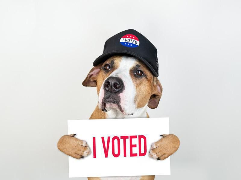 Dog Voting