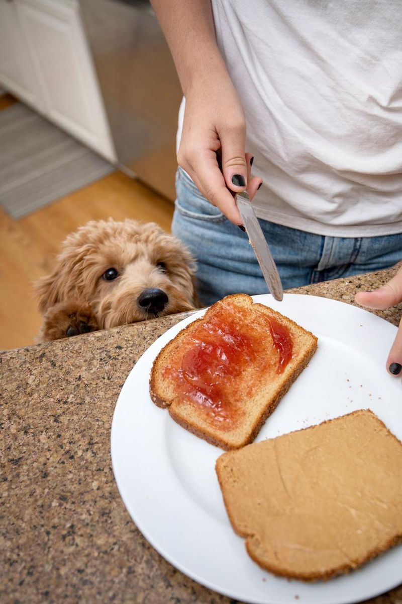 Dog watches owner make a sandwich