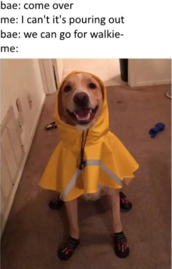 Dog wearing a rain coat