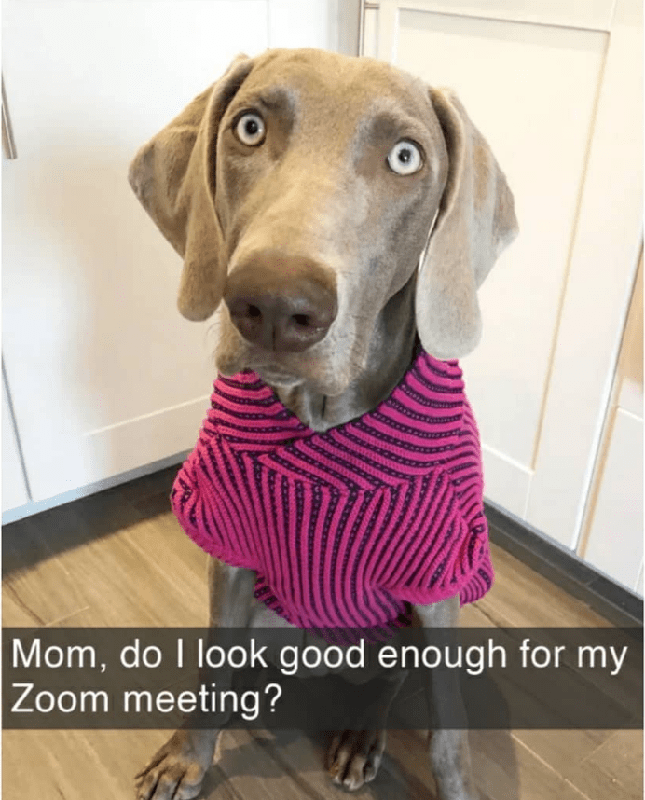 Dog wearing pink sweater