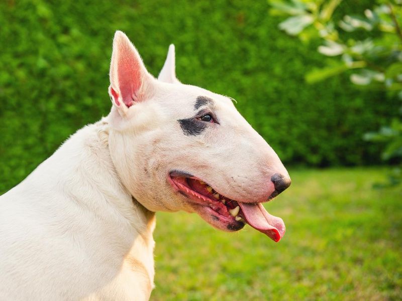 Dog white bull terrier breed