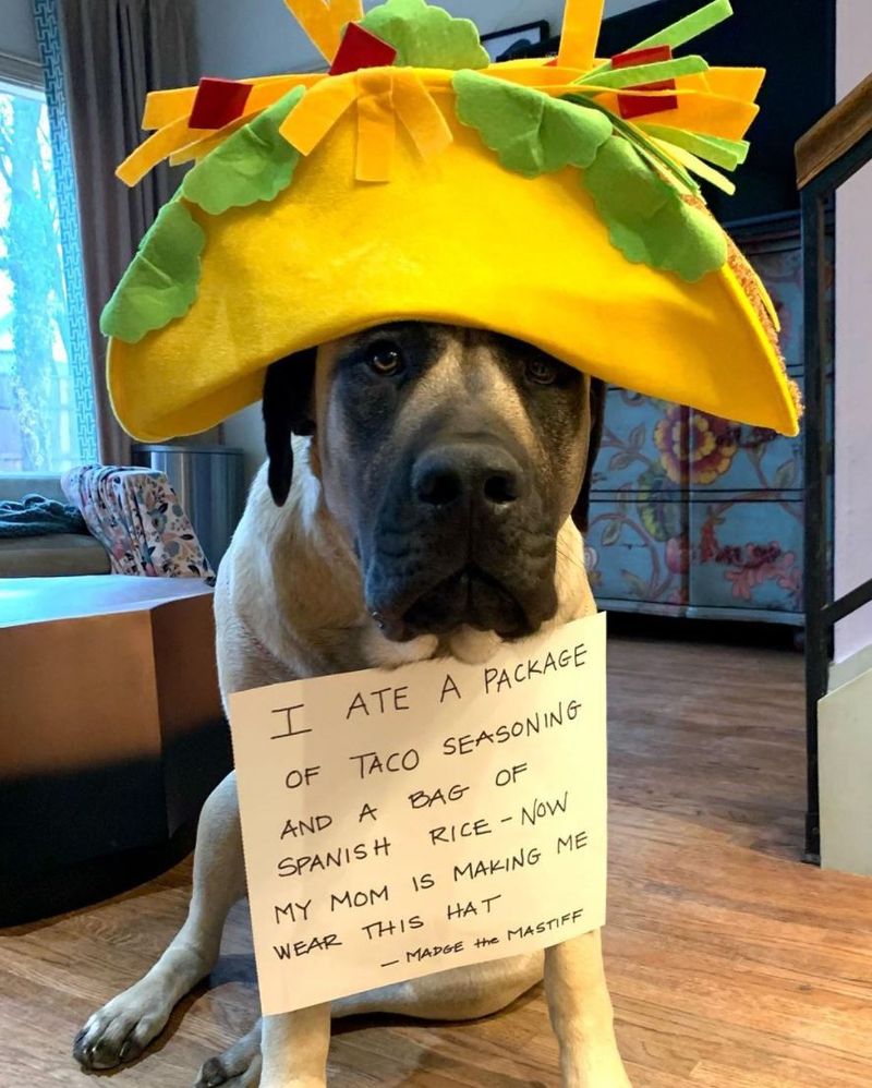 Dog with a taco hat