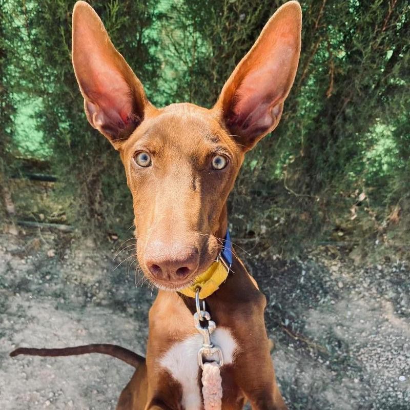 dog with big ears