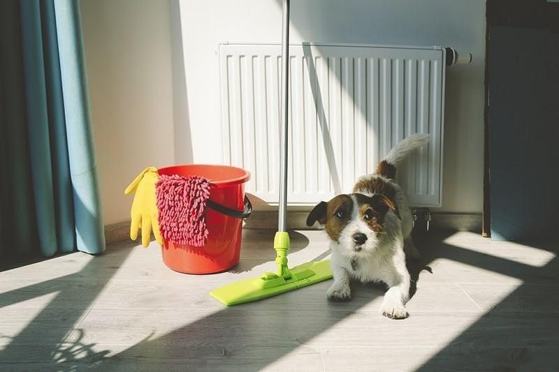 Dog with cleaning supplies