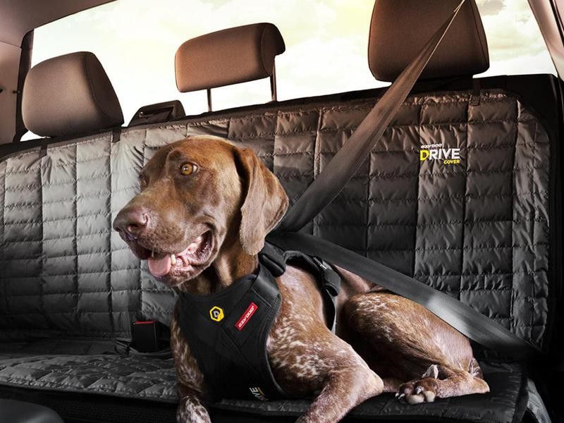 Dog with crash tested car harness
