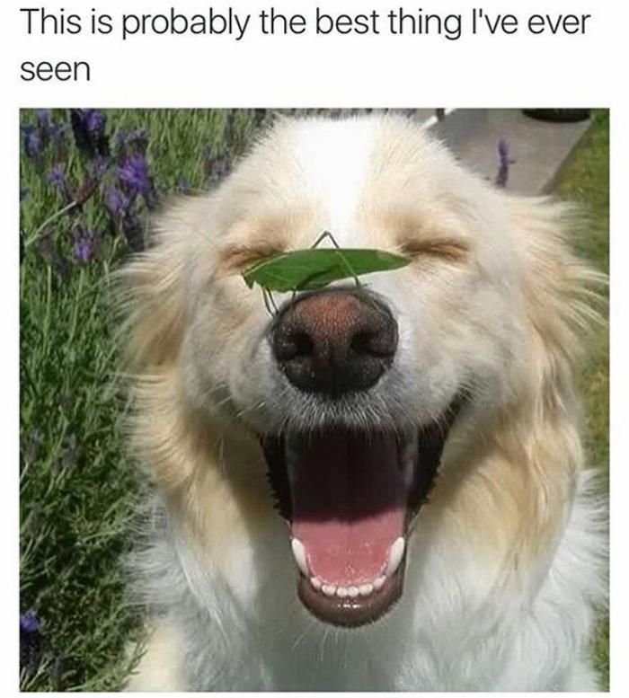 dog with grasshopper on nose