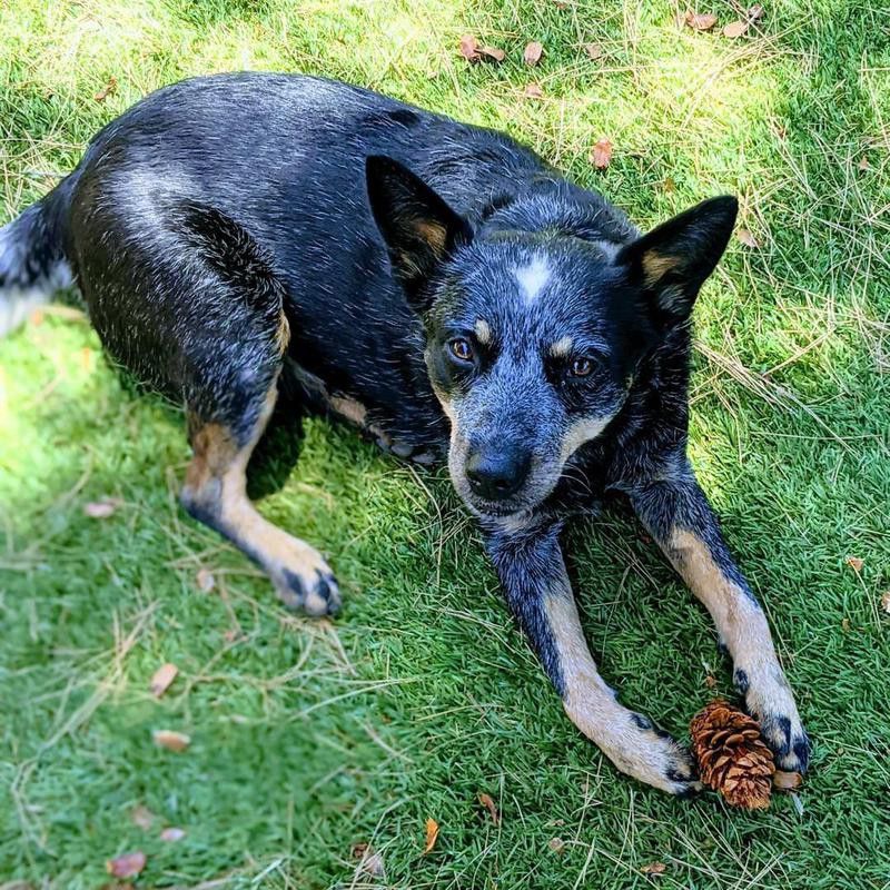 Dog with pinecone