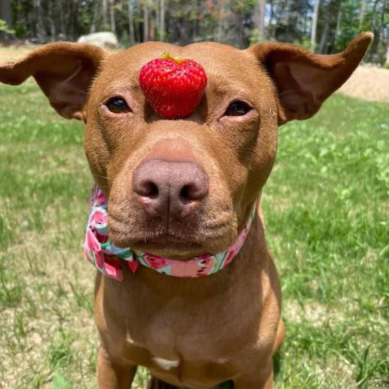dog with strawberry on nose