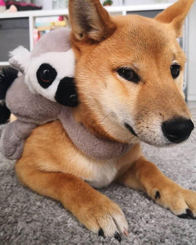 Dog with stuffed animal