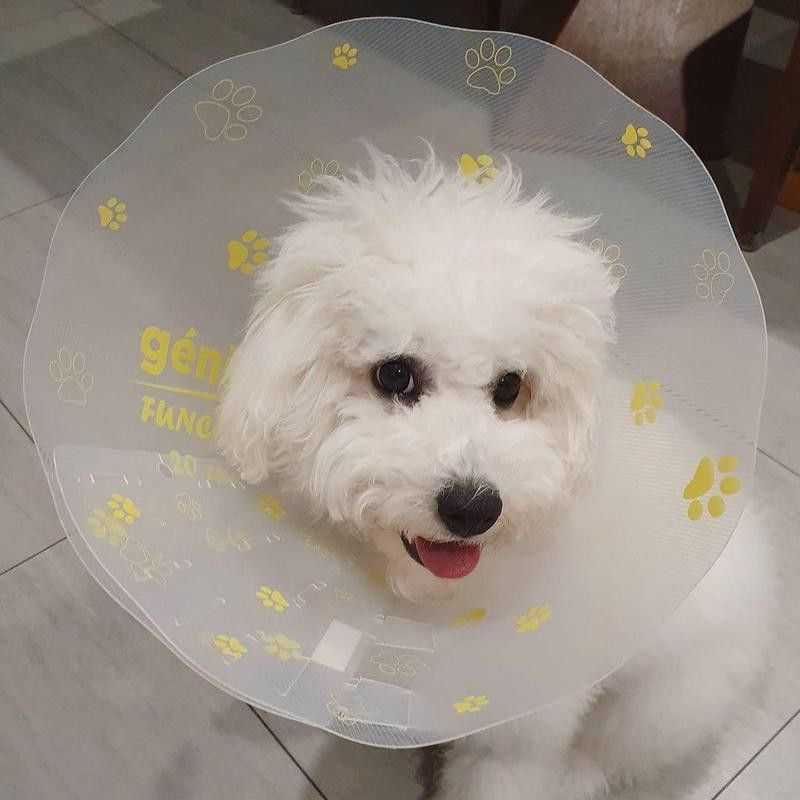 Dog with surgery cone