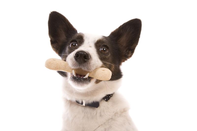 Dog with treat in mouth