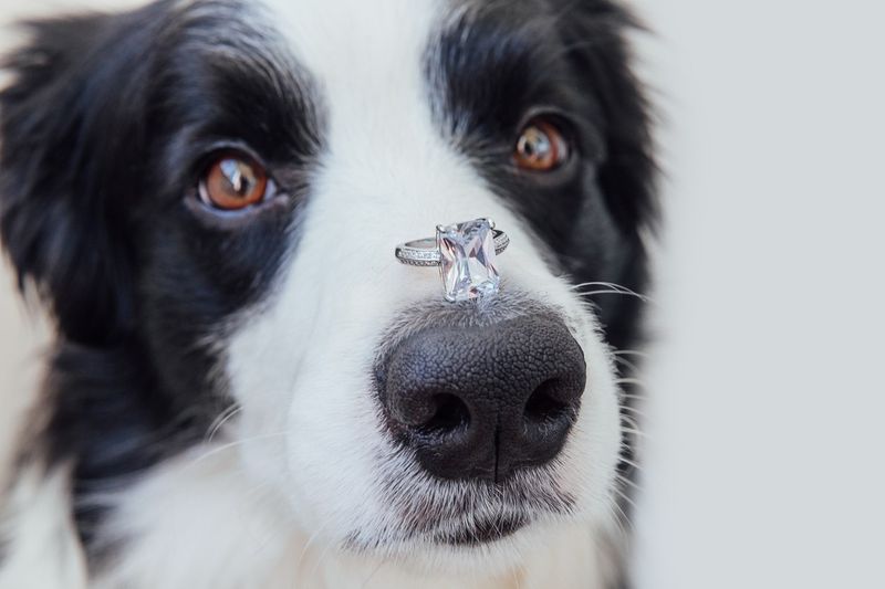 Dog with wedding ring