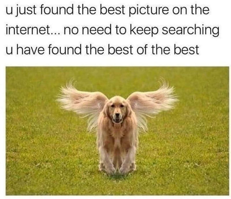 Dog with wings picture