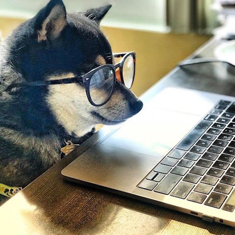 Dog working at a laptop