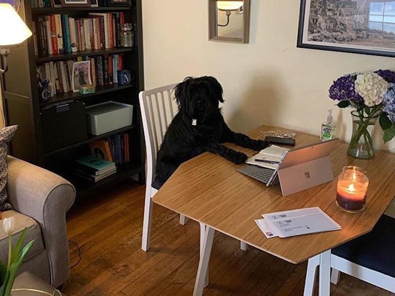 Dog working at a table