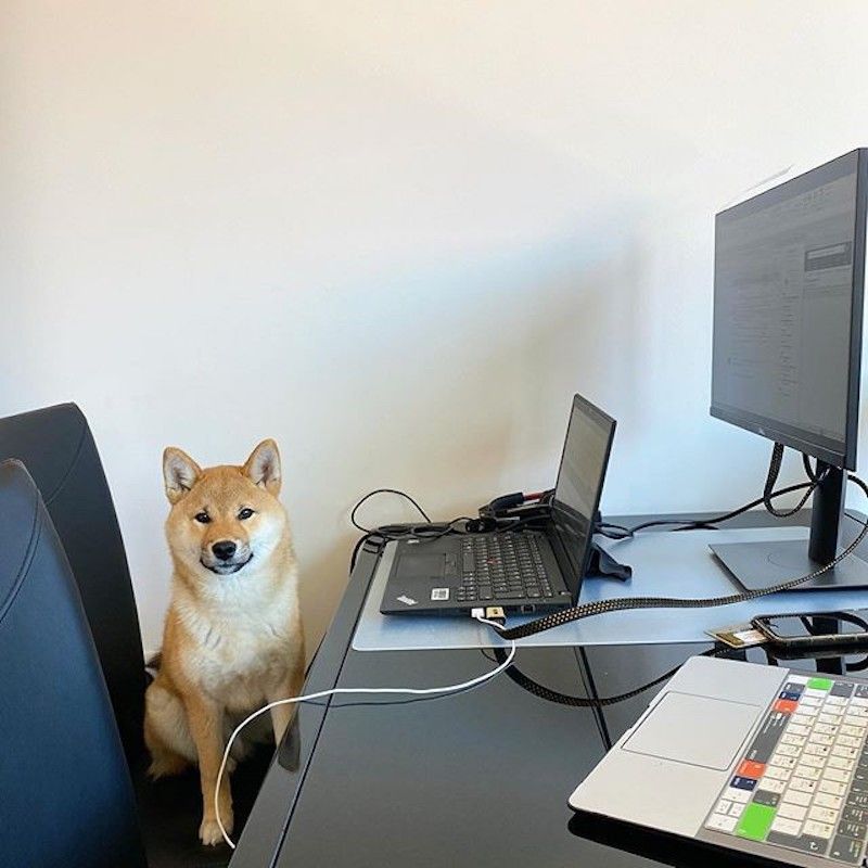 Dog working at a work station