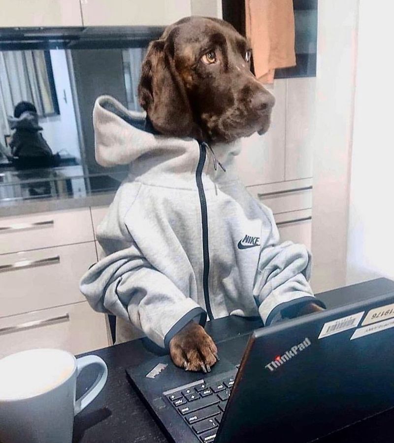 Dog working from home in a sweatshirt