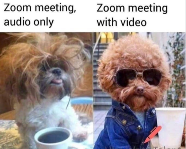 Dog Zoom joke