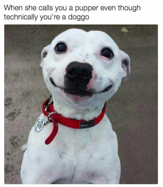 Doggo vs. pupper meme