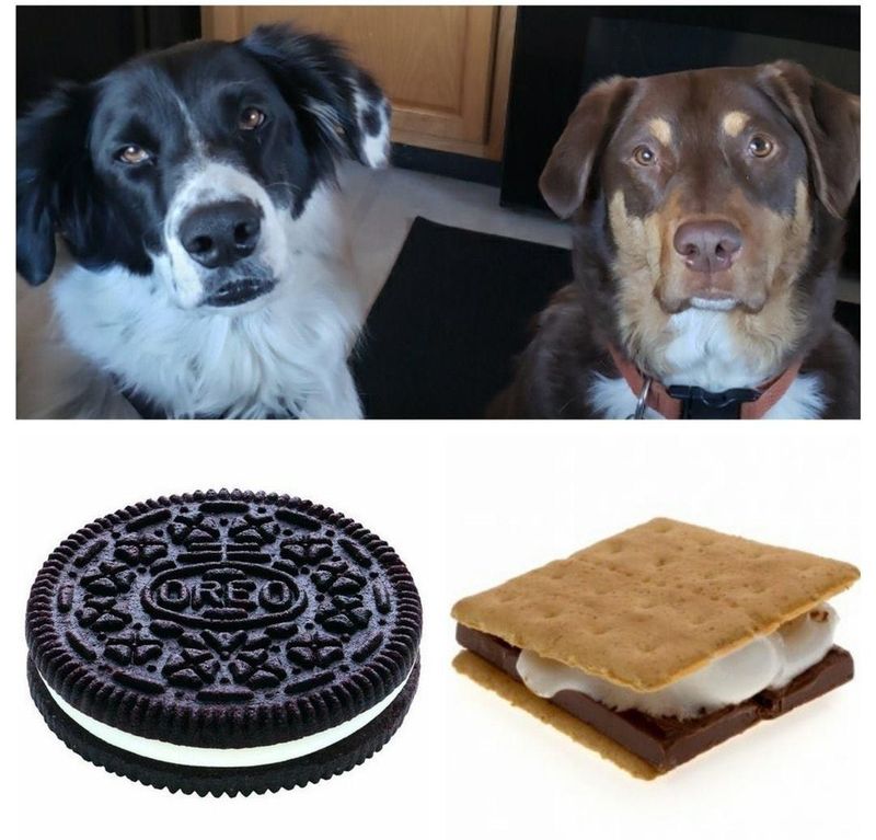 Dogs and cookies meme