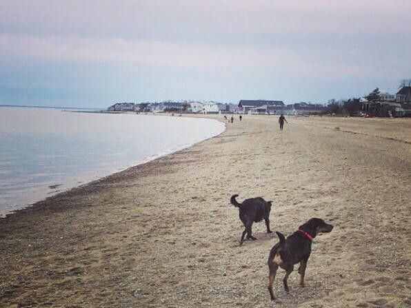 Dogs at Jennings Dog Beach