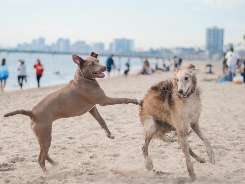 Dogs chasing each other at the beach