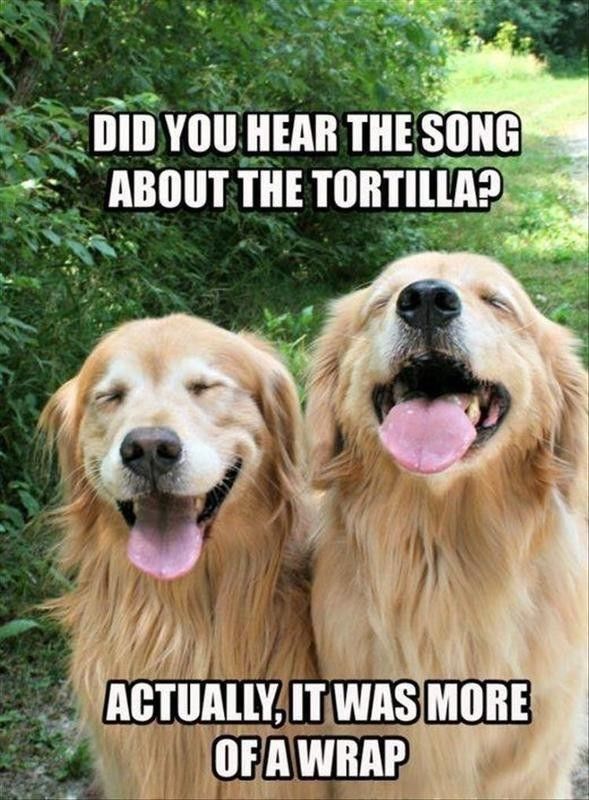 Dogs cracking each other up with puns