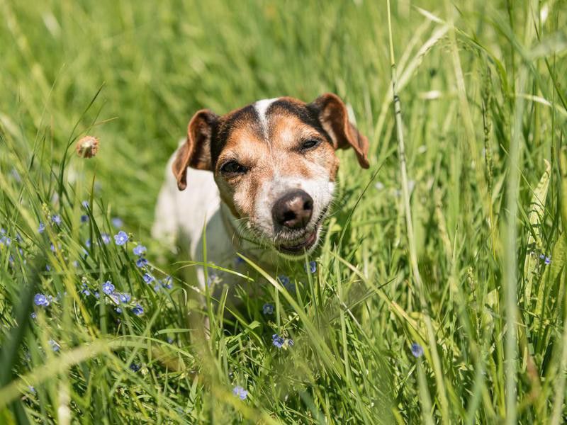 Dogs Eat Grass When They Are Sick — Debunked