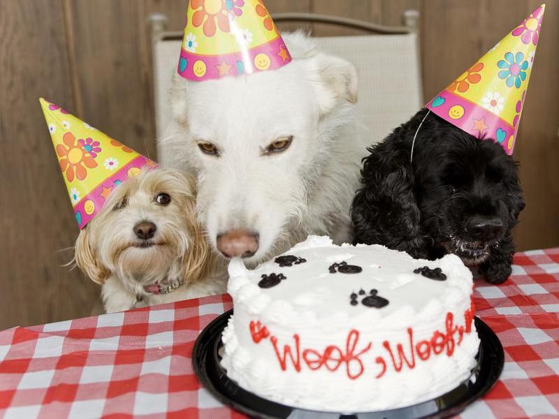 Dogs eating cake at a dog birthday party