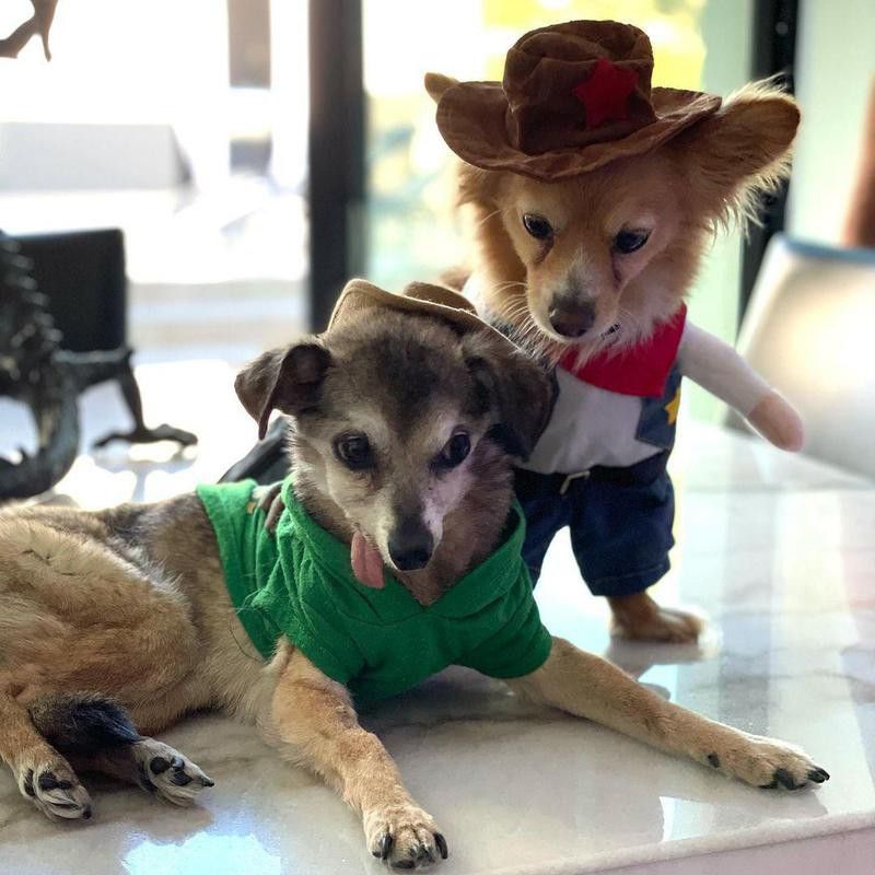 Dogs in cowboy and Peter Pan costumes