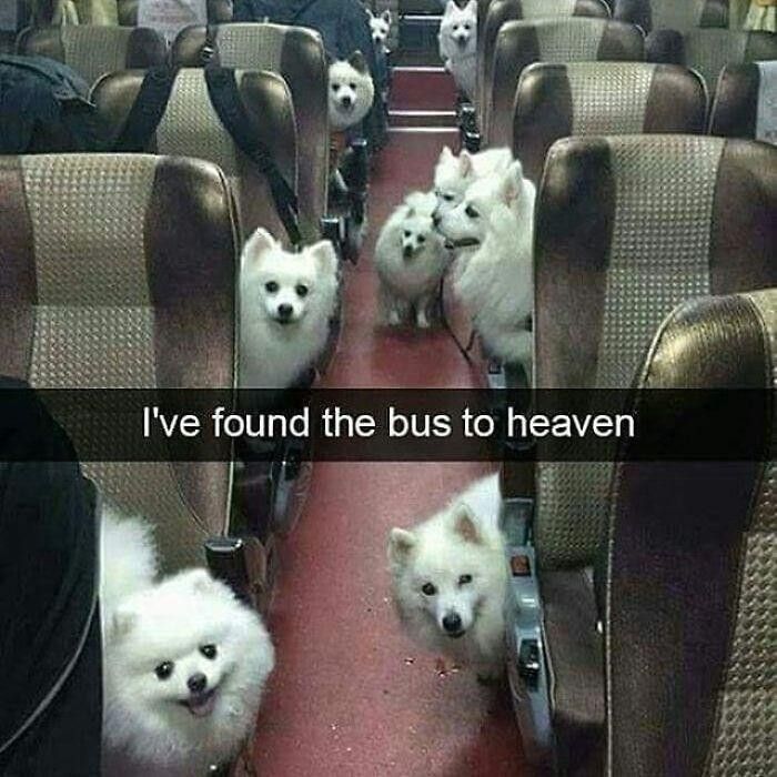 Dogs on a bus