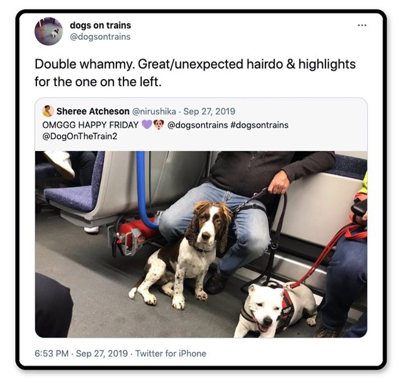 Dogs on a train