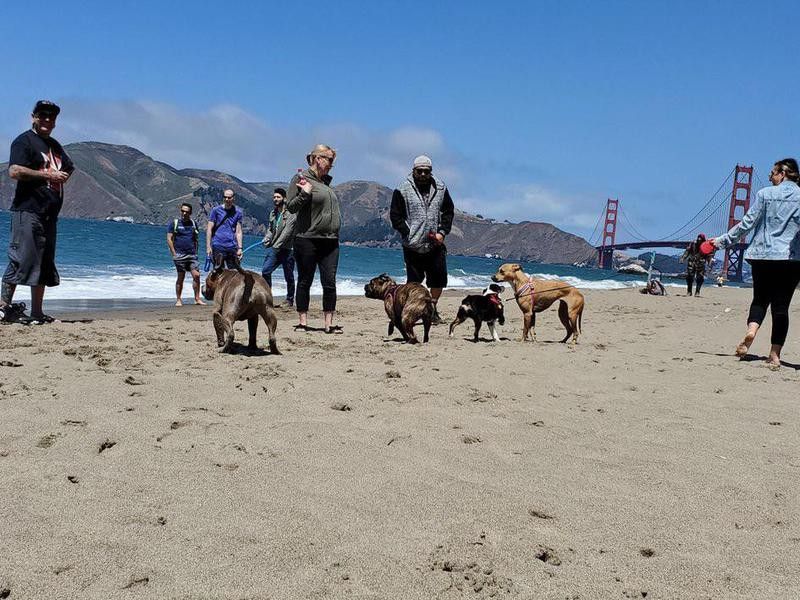 Dogs playing at Baker Beach